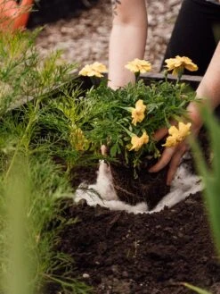 Hortiwool ®, 5 Pad Pack -Backyard Bloomers 8613263 12v 1