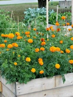 SeedSheets Organic Vegetable Garden, Easy Breezy Caprese, 4' X 8' 10 SeedSheets Organic Vegetable Garden, Easy Breezy Caprese, 4' X 8' -Backyard Bloomers 8613295 04V