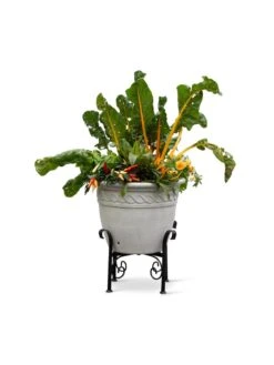 Covington Adjustable Plant Stands -Backyard Bloomers 8613347 0119