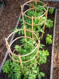 Bamboo Tomato Cages, Set Of 3 -Backyard Bloomers 8613426 6916