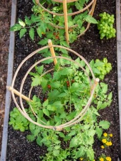 Bamboo Tomato Cages, Set Of 3 -Backyard Bloomers 8613426 6921