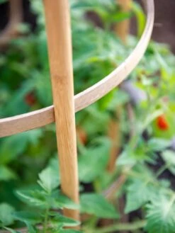 Bamboo Tomato Cages, Set Of 3 -Backyard Bloomers 8613426 6924