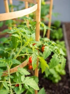 Bamboo Tomato Cages, Set Of 3 -Backyard Bloomers 8613426 6934