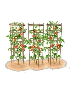 Bamboo Tomato Cages, Set Of 3 -Backyard Bloomers 8613426 art