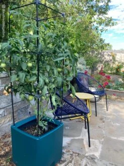 Oasis Self-Watering Tomato Planter With Trellis -Backyard Bloomers 8613440 01IN