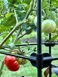 Oasis Self-Watering Tomato Planter With Trellis -Backyard Bloomers 8613440 01TEST