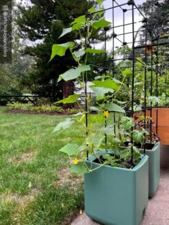 Oasis Self-Watering Tomato Planter With Trellis -Backyard Bloomers 8613440 02TEST