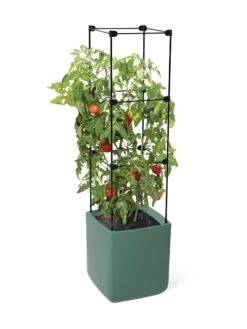 Oasis Self-Watering Tomato Planter With Trellis -Backyard Bloomers 8613440 06134