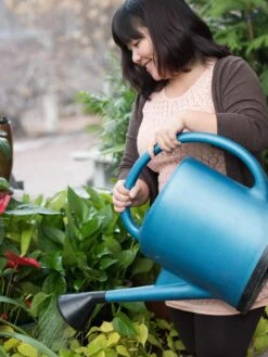 French Blue Watering Can -Backyard Bloomers EmilyHoangSquare 0151 tif