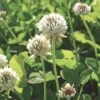 White Clover Seed, 1/2 Lb. -Backyard Bloomers GS35957 01K