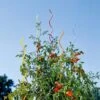 Rainbow Spiral Supports, Set Of 5 -Backyard Bloomers GS36377 01 tif