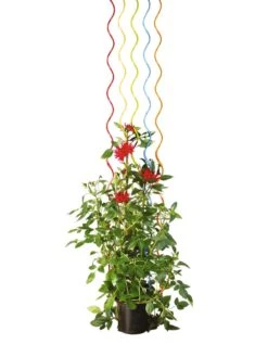 Rainbow Spiral Supports, Set Of 5 15 Rainbow Spiral Supports, Set Of 5 -Backyard Bloomers GS36377 03S tif
