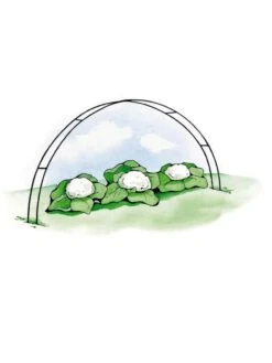Super Hoops, Set Of 6 -Backyard Bloomers GS39423 02S 3 4
