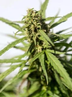 Hemp Success Kit -Backyard Bloomers Hemp 0065 tif