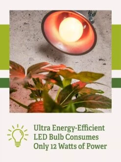 Miracle LED® Absolute Daylight™ Max Flowering Grow Light Bulb -Backyard Bloomers Miracle Daylight Bulb 2