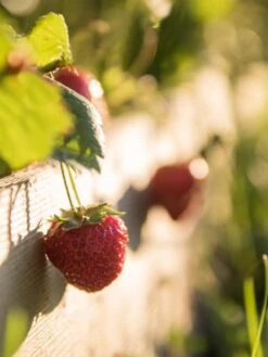 3-Tier Strawberry Bed 9 3-Tier Strawberry Bed -Backyard Bloomers Strawberry3 3167 tif