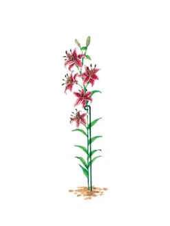 Single Stem Supports, Set Of 3 -Backyard Bloomers gs14318 03s