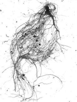 GrowLab® Compact Tabletop Light Garden With Classroom Guide -Backyard Bloomers gstrootscan 01