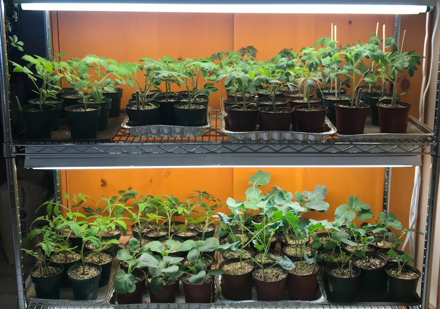 Backyard Bloomers -Backyard Bloomers Indoor Grow Light Stand